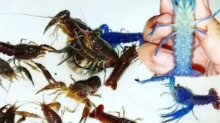 Identifying BLUE LOBSTER VS GIRL Crawfish!