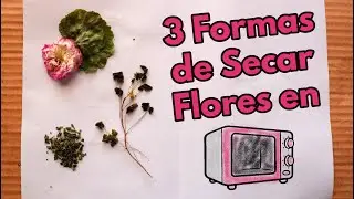 Cómo secar plantas y flores en el microondas