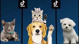 Pet stay still Challenge Tik Tok Compilation ￼￼