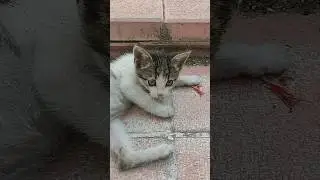 Karın tokluğu da bir başka güzel ☺️ #cat #cats