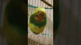 Милка Лунтик видео обзор