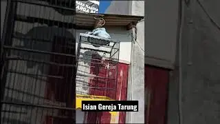 CENDET ISIAN GEREJA TARUNG #cendet #gacor #gerejatarung