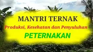 Pengobatan Scabies / Kurap Pada Kambing