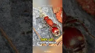 Velvet Ant | The Cow Killer Ant