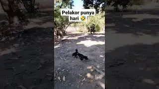 Pelakor sih 🤣 kena batunya kan 🤭