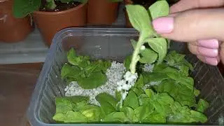 🌿ЧЕРЕНКИ ПЕТУНИИ УКОРЕНИЛИСЬ!👍Видео в доказательство,что перлит -классная вещь!👍 