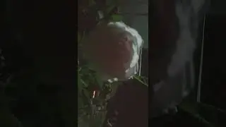 Untitled video
