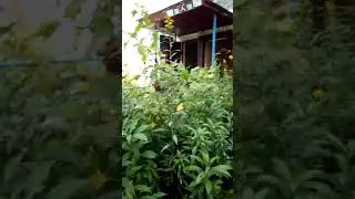 30-й микрорайон дом 24 . Люк у 5-го подезда