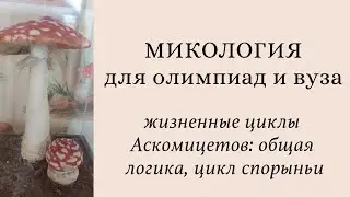 Микология для олимпиад и экзаменов | жизненные циклы Аскомицетов: конидии, аски, цикл Claviceps