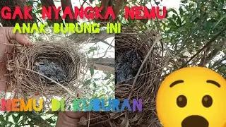 panen anak burung di tempat yang tak biasa?