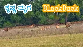 ಜಿಂಕೆಯ ಗುಂಪು ಕೃಷ್ಣ ಮೃಗ blackbuck sighting at native