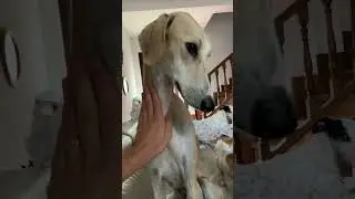 PERSIAN GREYHOUND DOG / LEVRIERO PERSIANO #saluki #short
