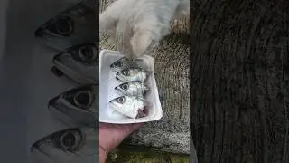 sarapan dulu biar sehat #cat #shortvideo #shorts
