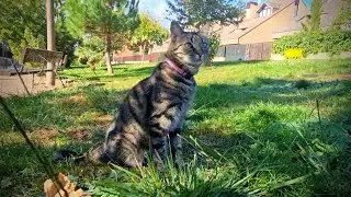 Jugando con mi Gata en la Calle! (Su juego favorito!)