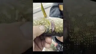 И на улагаче есть монстры 