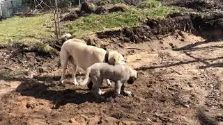 Kangal Liderlik savaşı