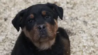 The puppy is whining. Rottweiler puppy Conor. What should I do? ANSWER
