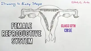 How to draw Female Reproductive System in easy steps