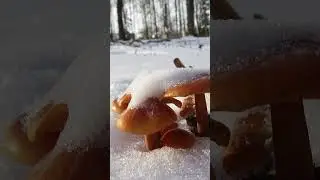 ФЛАММУЛИНА Зимние опята и мороз -18°С