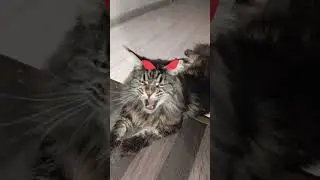 #котохаус