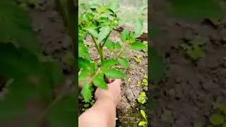 Как подвязать помидоры)🍅🍅 