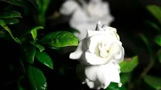 Time-Lapse of white gardenia flower opening in slow motion