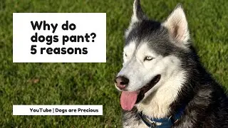 Why Do Dogs Pant 5 Reasons 👉 Why Is My Dog Panting Video