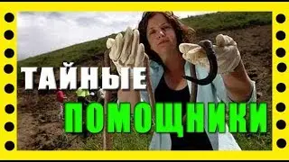 ЛУК СЕВОК. ТАКОГО способа ПОСАДКИ ЛУКА в ЮТУБЕ ЕЩЕ НЕ БЫЛО