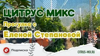 Прогулка по питомнику с Еленой Степановой #цитрусовые #комнатныерастения #экзотическиерастения