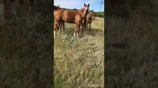 Донская лошадь , Дончак