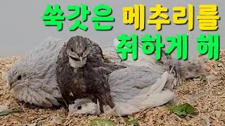 쑥갓은 메추리를 취하게 해