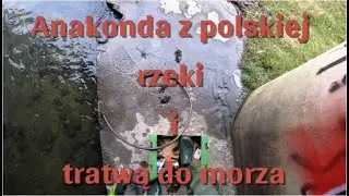 Anakonda w polskiej rzece