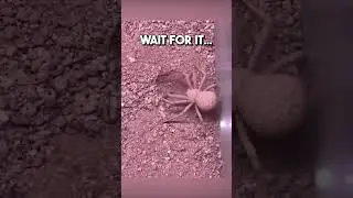 This spider can Hide himself😨 #wow #creepy #waitforit #spider