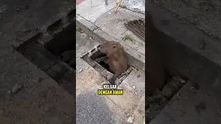 Penyelamatan Capibara Yang Terjebak di Gorong-Gorong ‼️