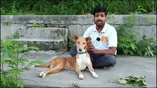 अगर देसी कुत्ता आपके घर के पास है, तो ये जरूर जान लो!