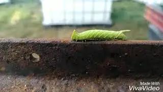 Необычная гусеница.