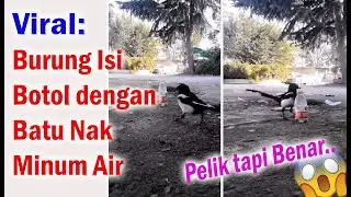 Viral, Burung Isi Botol dengan Batu Agar dapat Minum Air