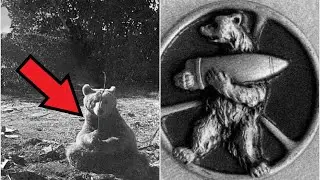The heartbreaking story of bear Wojtek, who fought in the WAR and rose to the rank of CORPORAL!