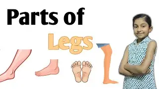 Parts of legs in hindi and english| Parts of legs for beginners and kids | English for kids | Leg 🦵