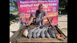 Ловля осетра на хамсу.