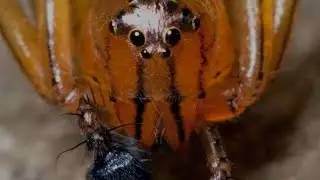 What ants are real, myth or altered?〡The Ants: Underground Kingdom