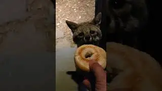F.O.T.D. #380 Gray fox loves bagels