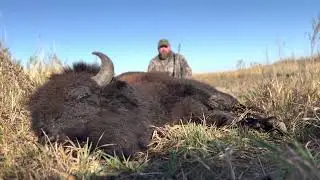 Bison Hunting