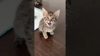 *малышей накормили*