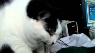 Padme' chewing on my earphones