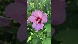 Очень красивое цветение.