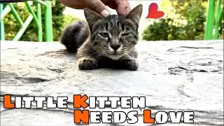 I Found a Lovely Grey Kitten that Loves attention and Caring also Rubbing 😸
