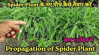 spider plant propagation || Tips for Spider Plant || how to propagate spider plant in soil #trending