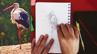 Using the golden ratio in logo design (from start to finish ) SpeedArt