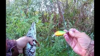Разлавливаю новые воблеры среди сетей наглых браков. Понравился кренк от Banshee !